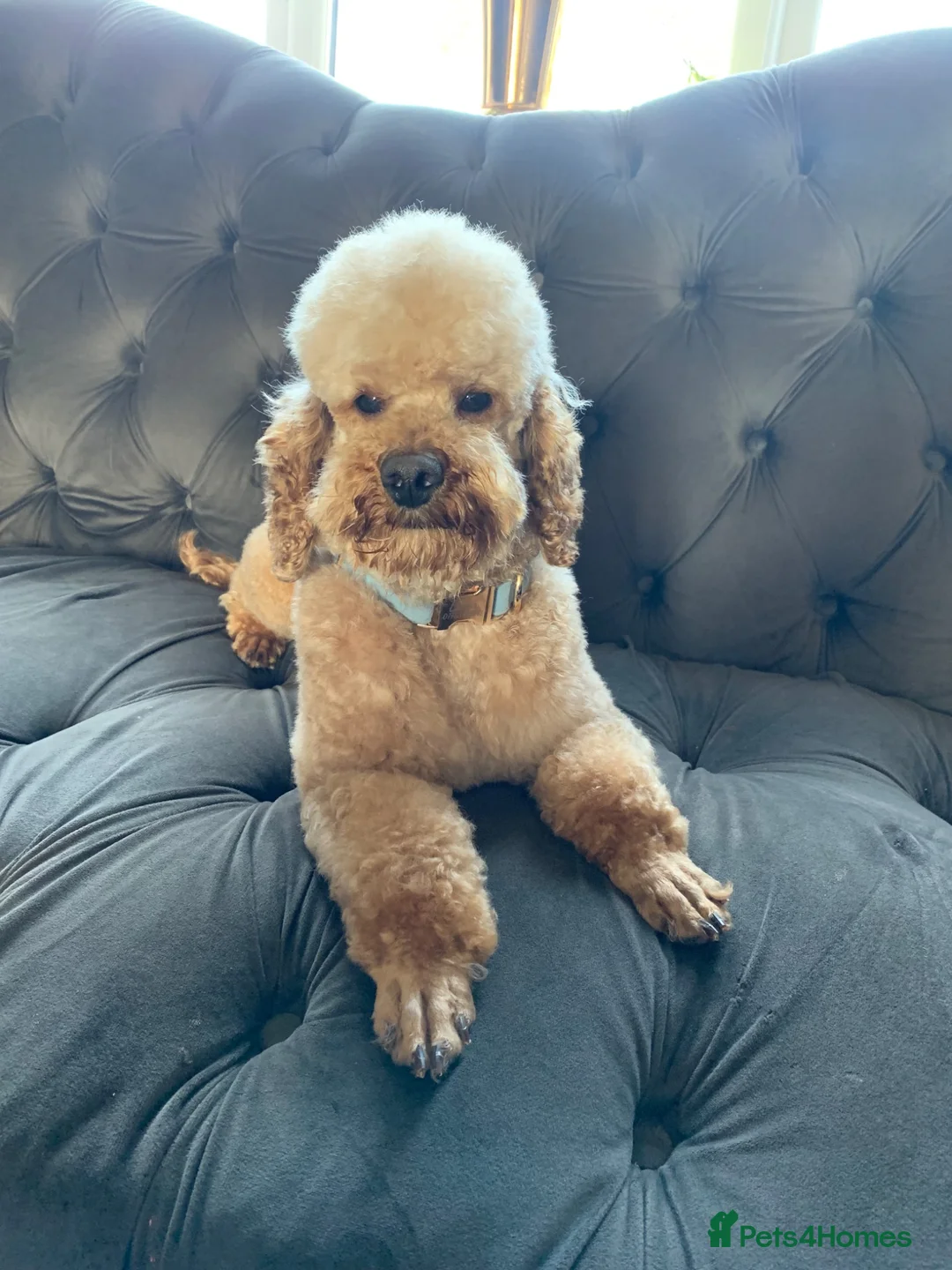 Toy Poodle dogs for stud: Bear  in Stockton-on-Tees - Advert 1
