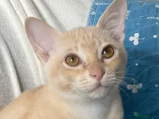 Burmese cats Cuddly Cream boy & A beautiful Black Tortie - Advert 1