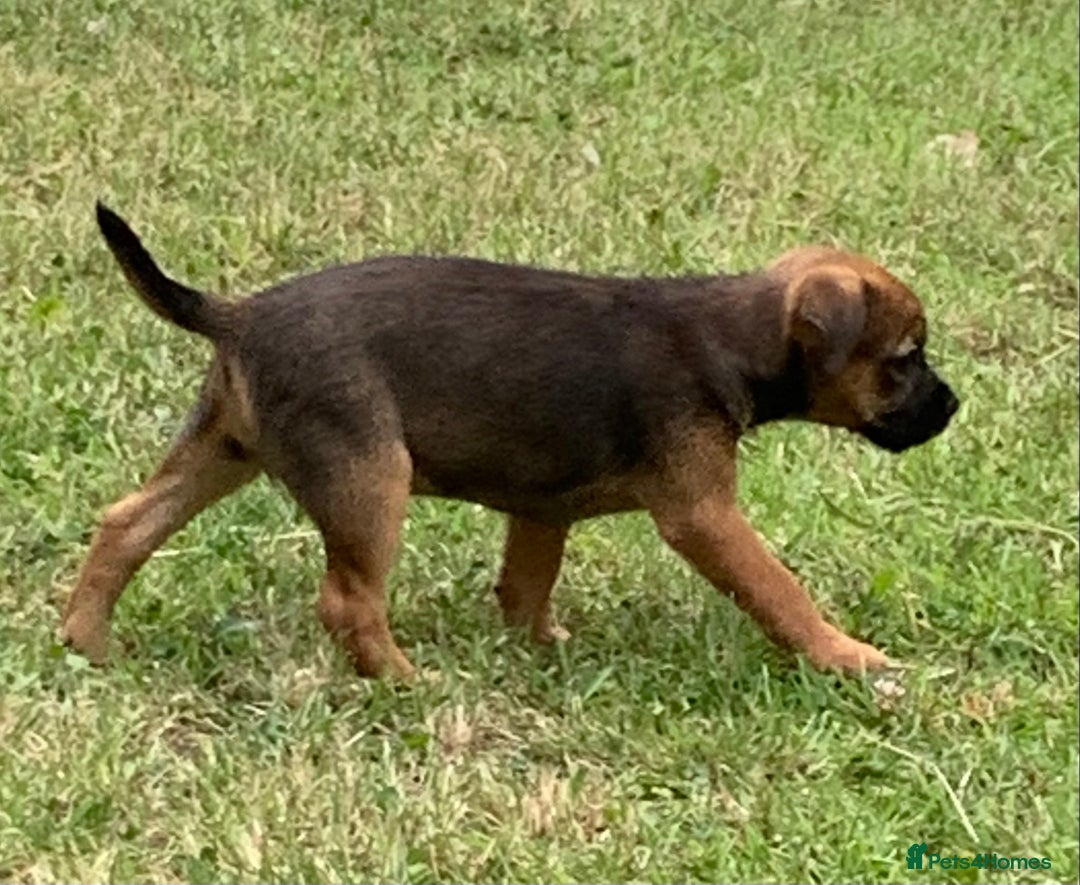 Border Terrier dogs for sale: Champion Bred, For health and temperament  - Image 12