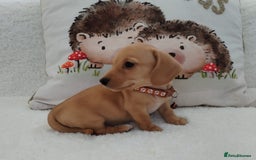 Miniature Dachshund dogs for sale: MINI DACHSHUND CREAM PRA CLEAR - Image 11