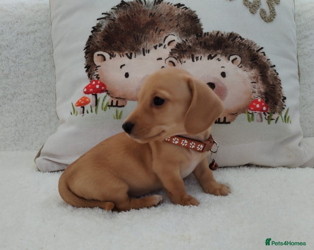 Miniature Dachshund dogs for sale: MINI DACHSHUND CREAM PRA CLEAR - Image 11