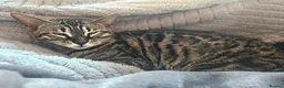 Bengal cats for sale: Retired Bengal Queen in Maidstone - Advert 4