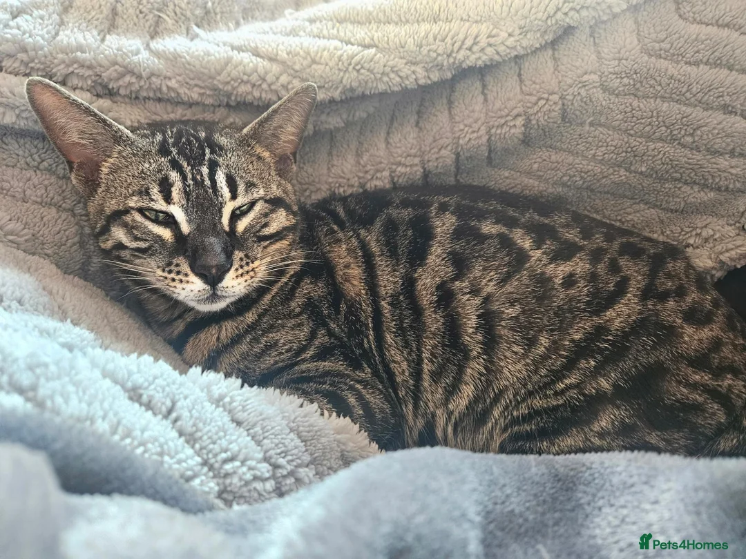 Bengal cats for sale: Retired Bengal Queen in Maidstone - Advert 4