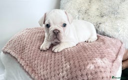 French Bulldog dogs for sale: French Bulldog gorgeous puppies - Image 4