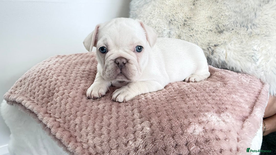 French Bulldog dogs for sale: French Bulldog gorgeous puppies - Image 4