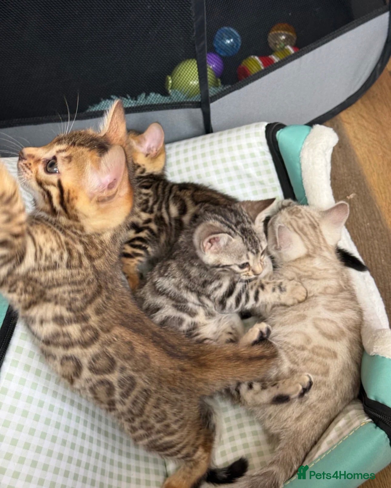Bengal cats BEAUTIFUL BABY BENGALS FOR SALE  - Advert 2