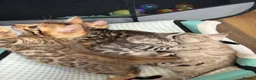 Bengal cats for sale: BEAUTIFUL BABY BENGALS FOR SALE  - Advert 1