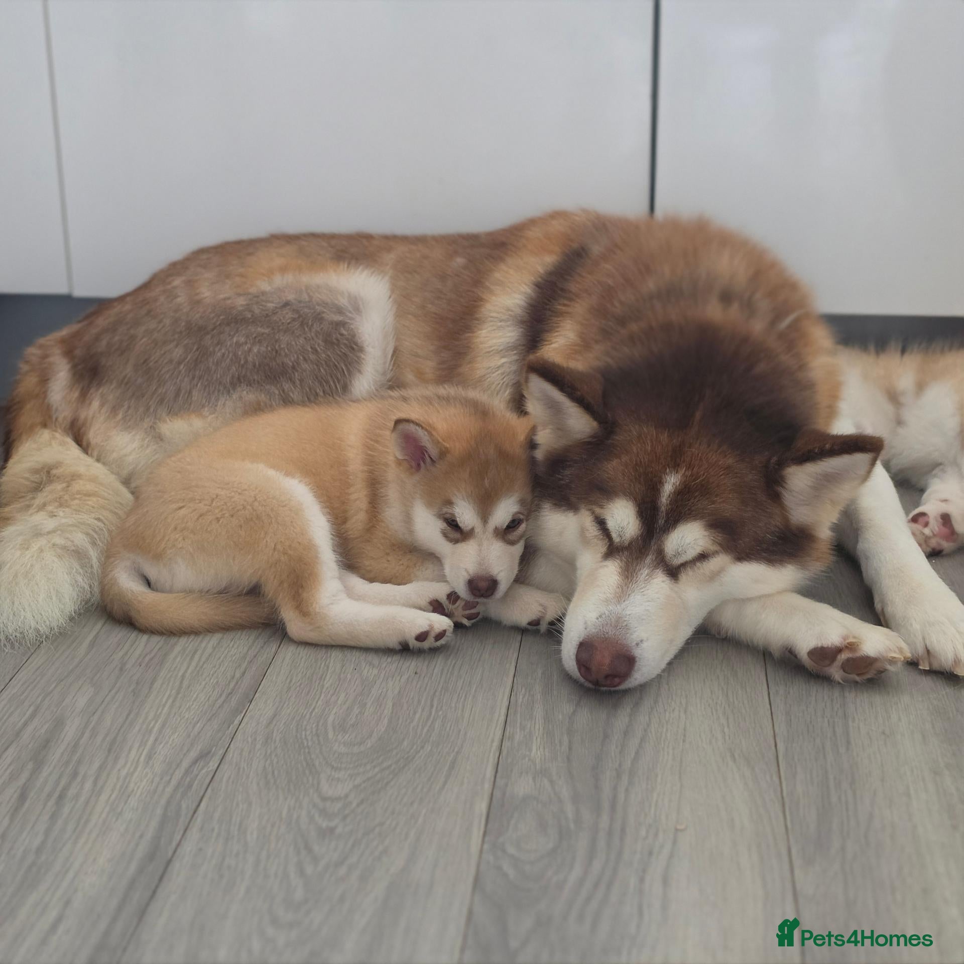 Alaskan Malamute dogs Beautiful Female Alaskan Malamute Puppy - Advert 4