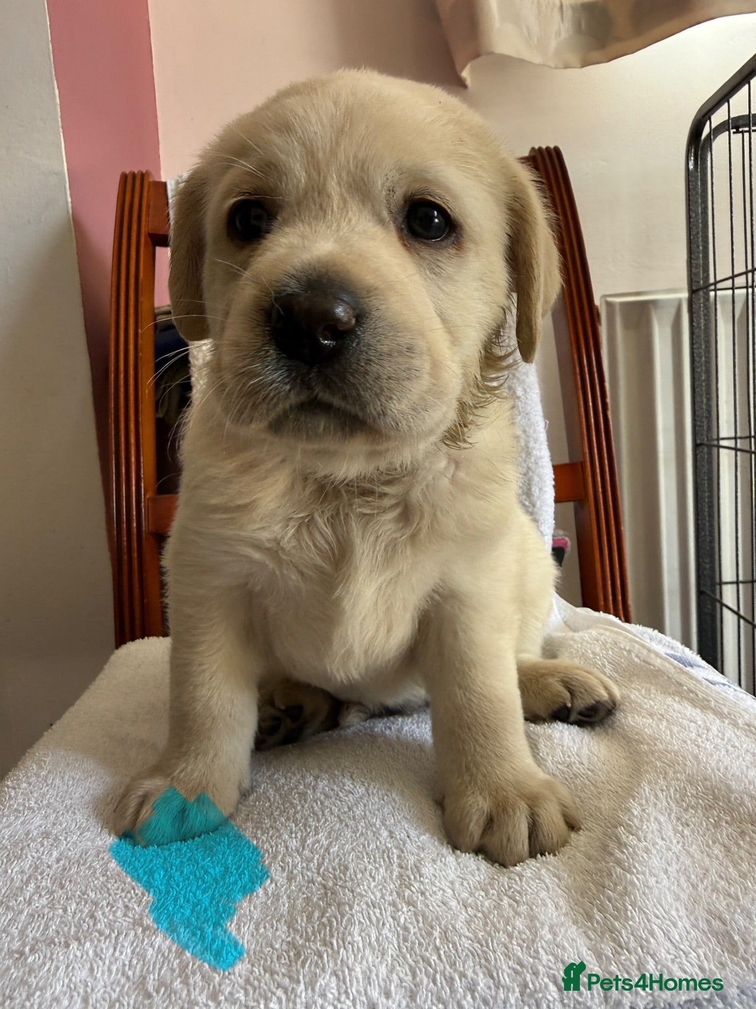 Labrador Retriever dogs Beautiful litter of Pedigree Yellow Labrador   - Advert 2