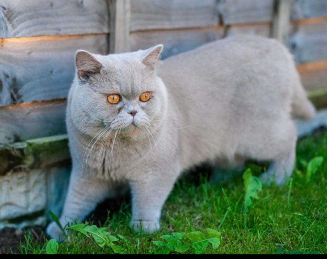 British Shorthair cats for sale: GCCF CHAMPION SIRED BRITISH SHORTHAIR KITTENS - Image 10