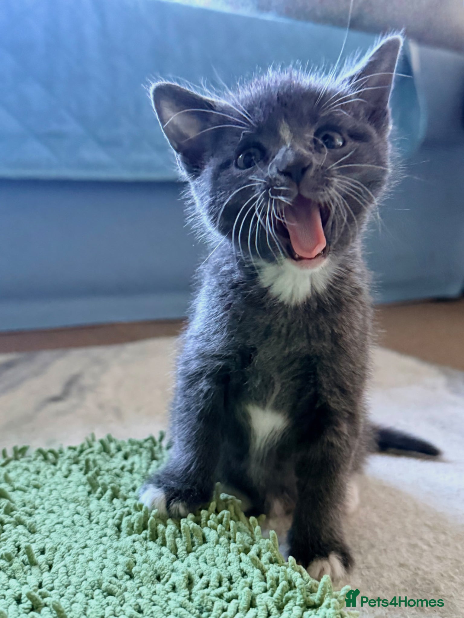 Mixed Breed cats Rare Bombay Mix Kittens🐾ready for viewing  - Advert 4