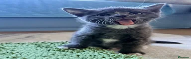 Mixed Breed Kitten 2