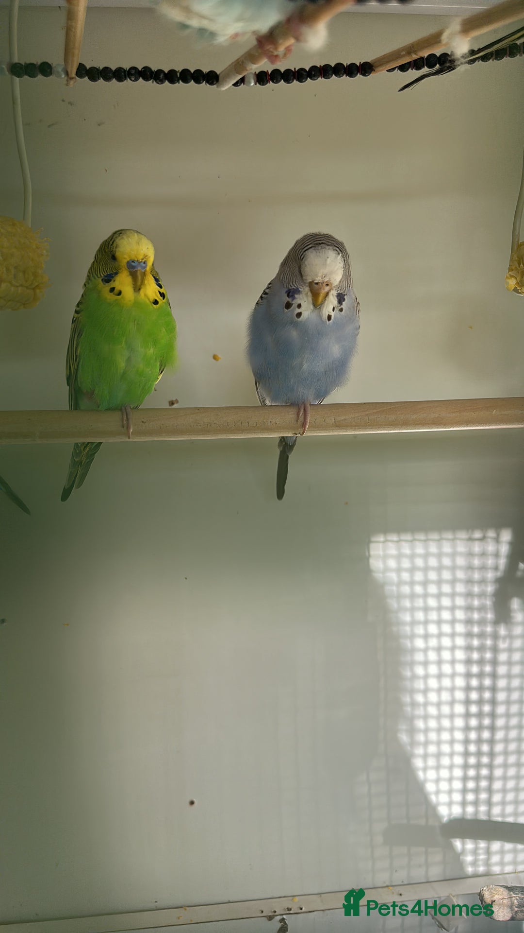 Budgerigars birds for sale: Budgies for sale  - Advert 14