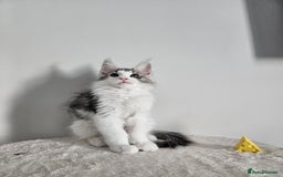 Maine Coon cats for sale: Maine coon kitten - Image 2
