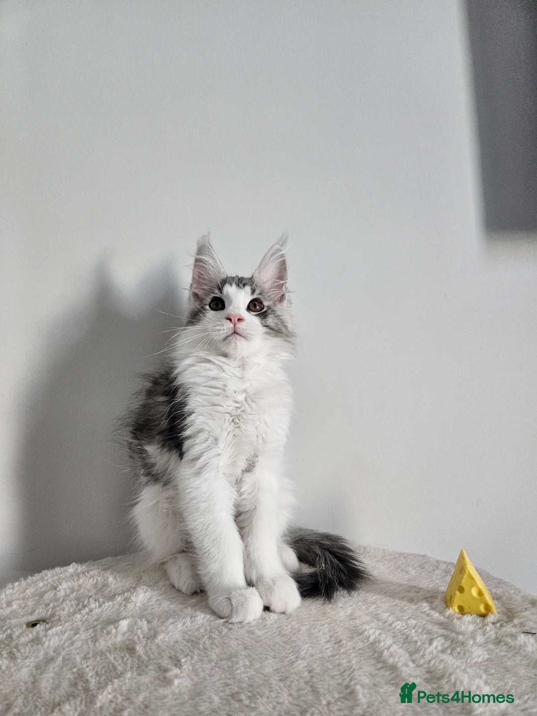 Maine Coon cats for sale: Maine coon kitten - Image 2