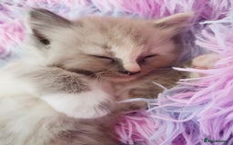 Ragdoll cats for sale: Traditional Ragdolls and Mink Ragdolls in Daventry - Image 16