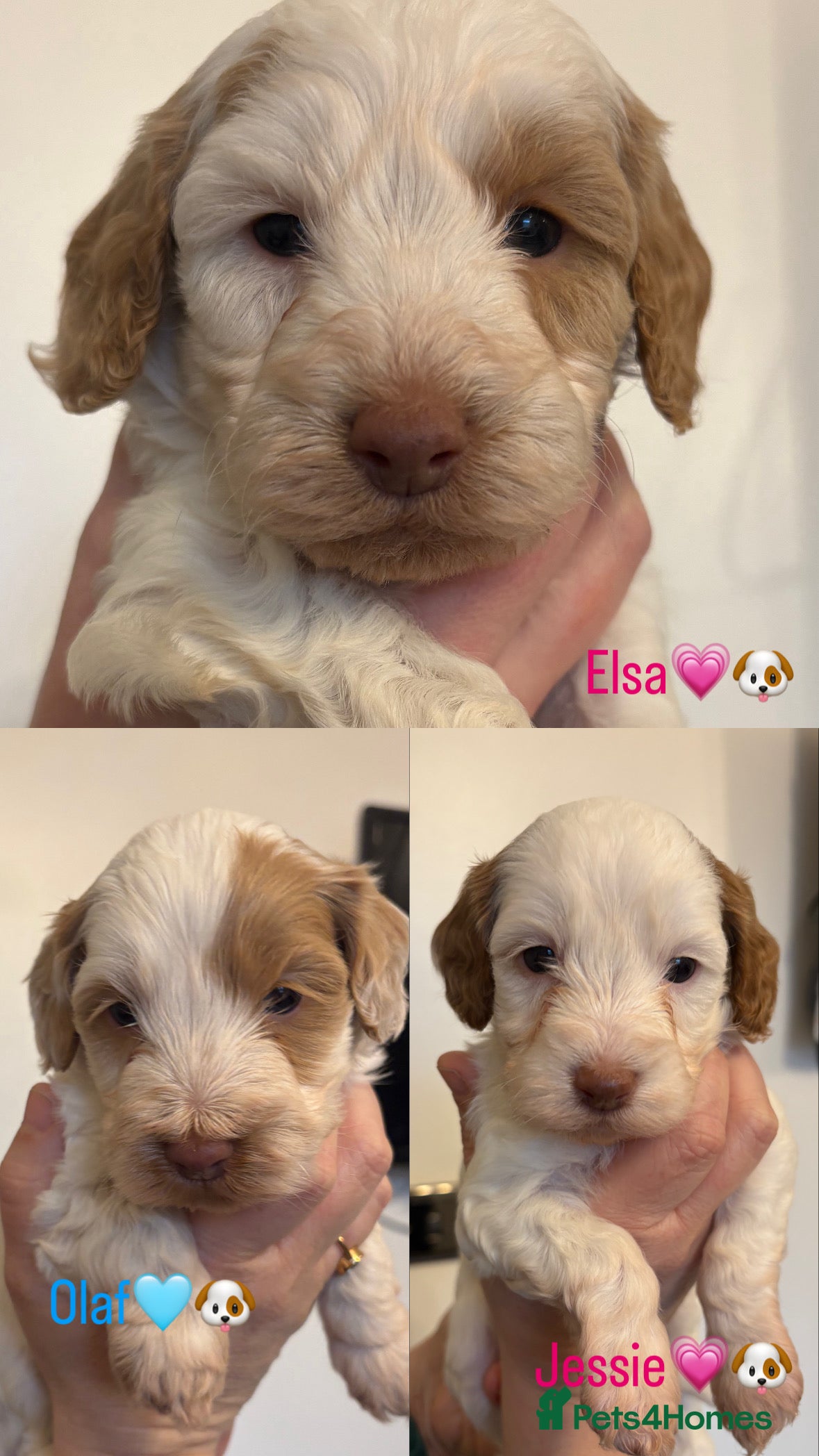 Cockapoo dogs 🐶🐾 Cockapoo puppies 🐶🐾 - Advert 17