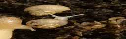 Snails invertebrates for sale: Baby Giant African land snail with temp. set up  - Advert 6