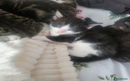 British Longhair cats for sale: Beautiful kittens for sale - Image 13