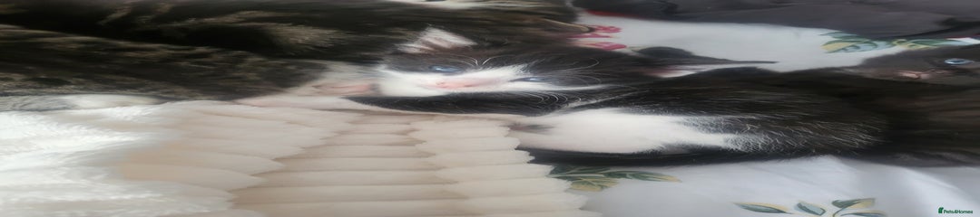 British Longhair Kitten 1