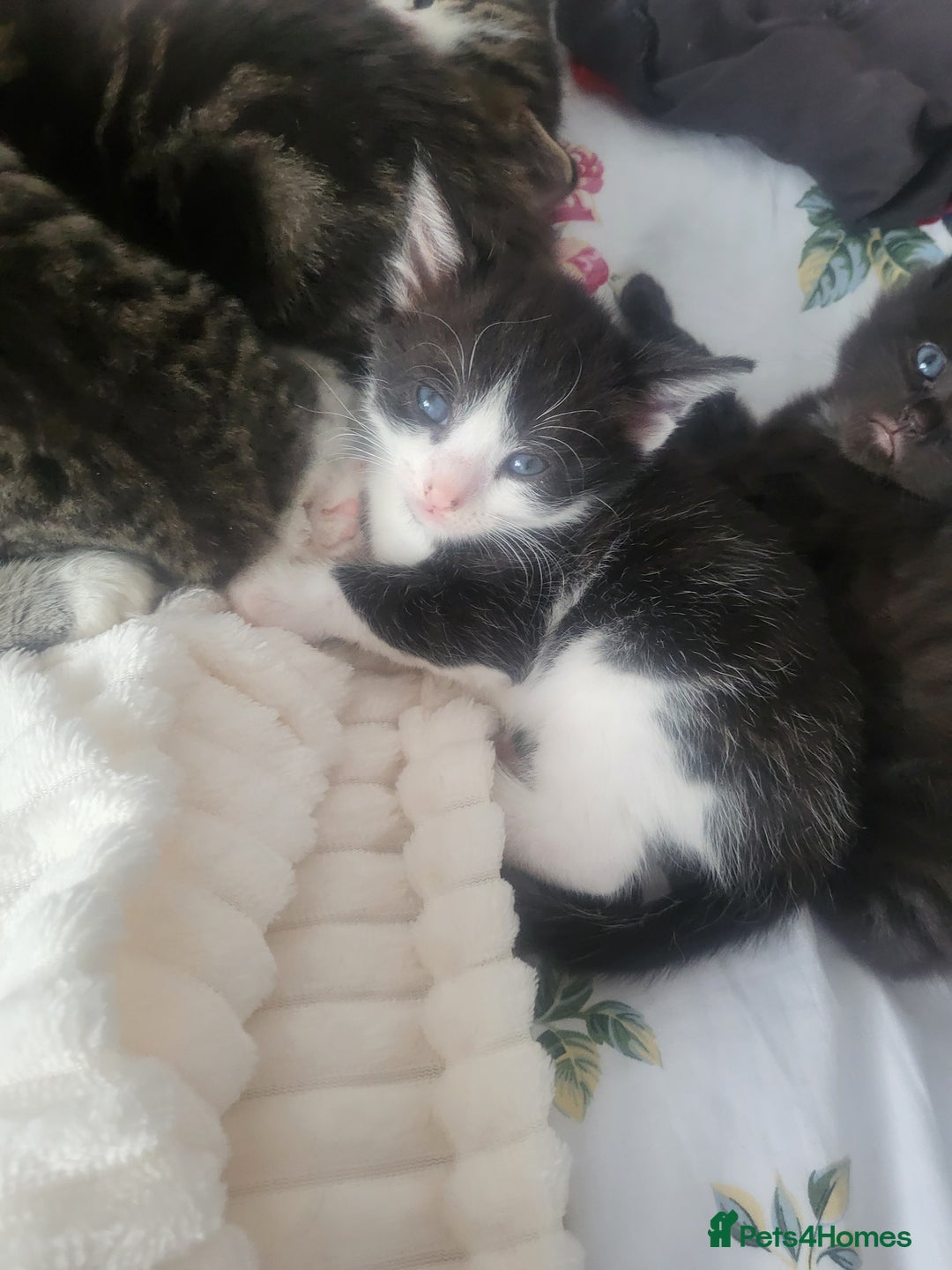 British Longhair cats for sale: Beautiful kittens for sale - Image 13