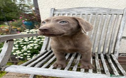 Labrador Retriever dogs for sale: Gorgeous Rare Labrador Retriever Pups  - Image 10