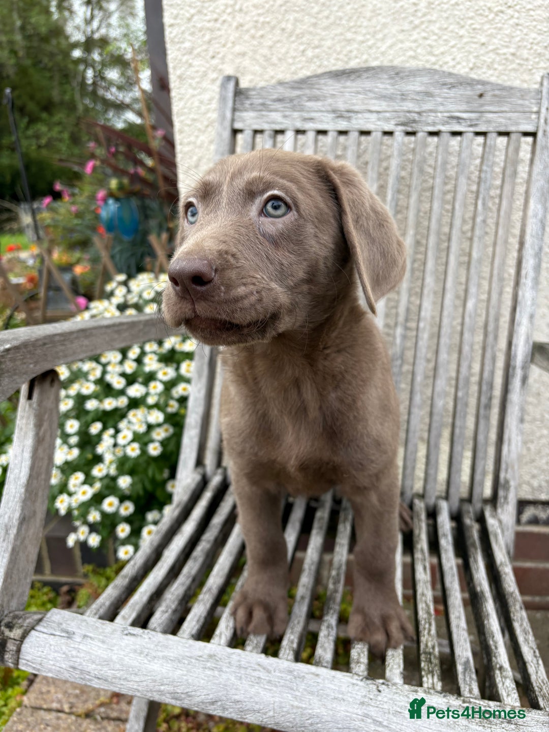 Labrador Retriever dogs for sale: Gorgeous Rare Labrador Retriever Pups  - Image 10