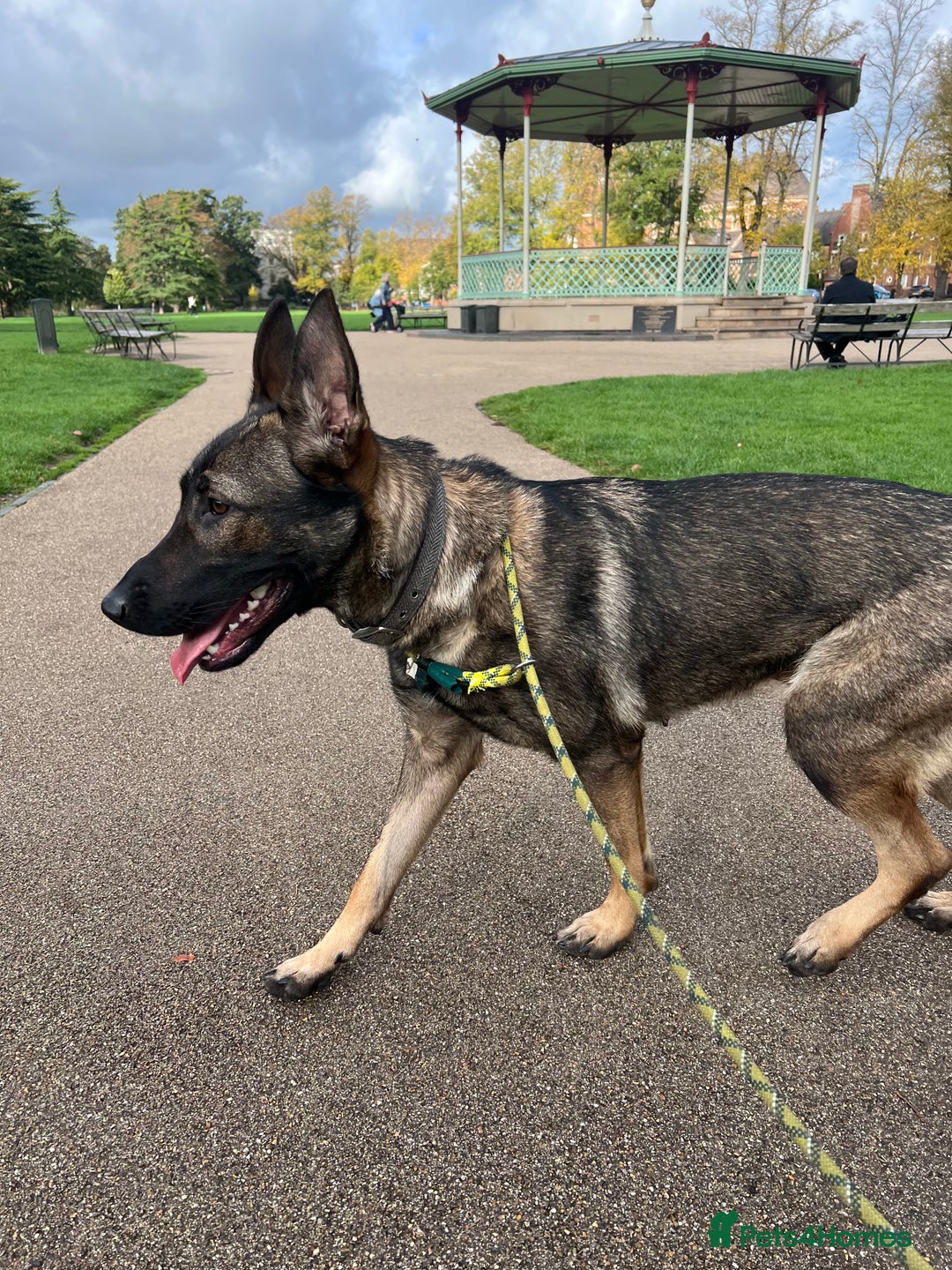 German Shepherd dogs for sale: German Shepherd Puppy (12 months) - Image 3