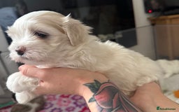 Maltese dogs for sale: Beautiful Maltese cross puppies for sale - Image 3