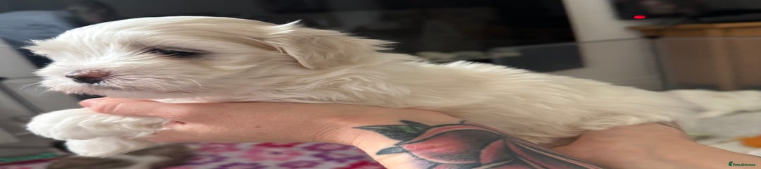 Maltese Puppy 1