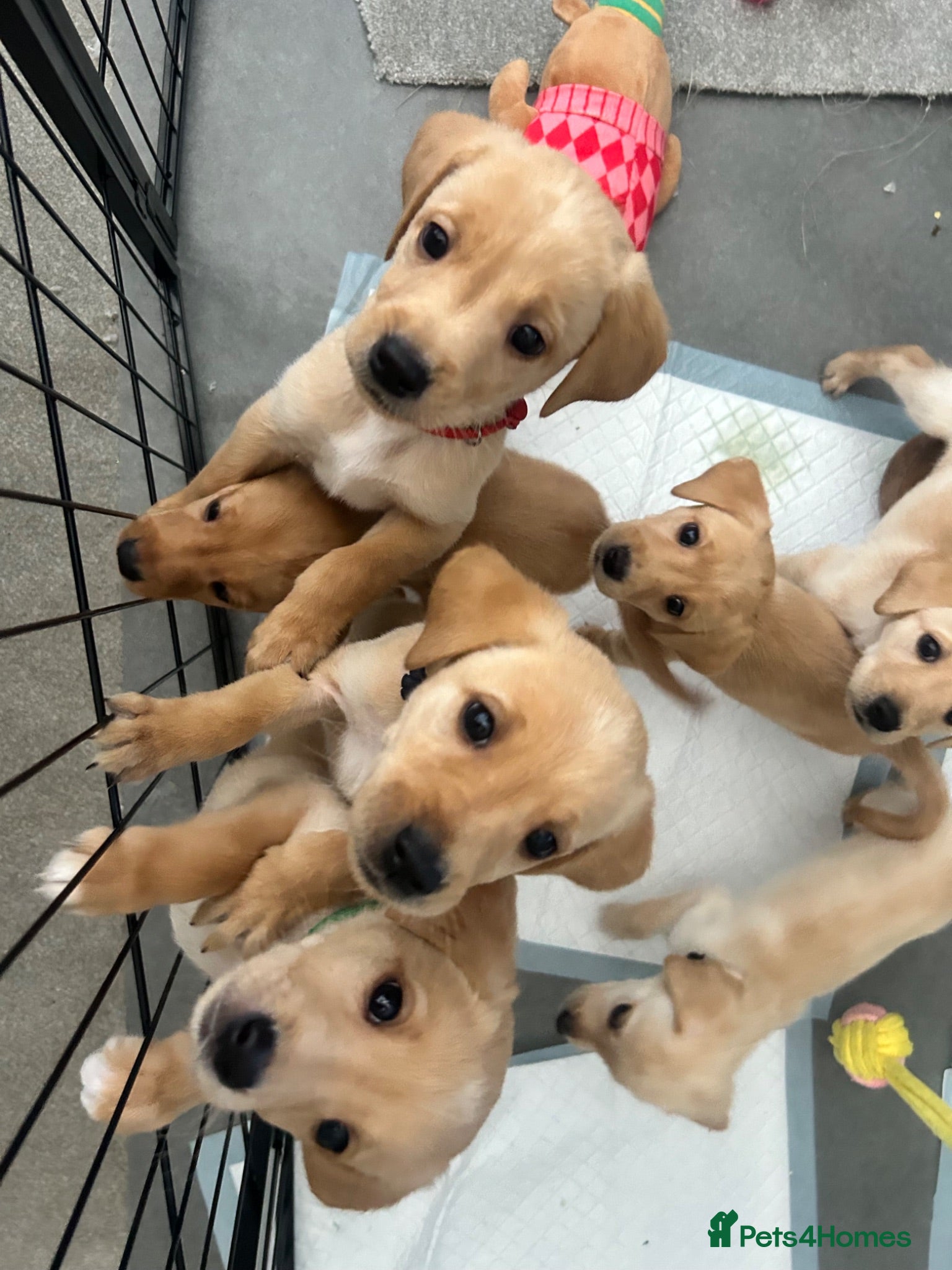 Labrador Retriever dogs Stunning yellow (light - fox red) labrador puppies - Advert 2