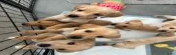 Labrador Retriever dogs for sale: Stunning yellow (light - fox red) labrador puppies - Advert 2