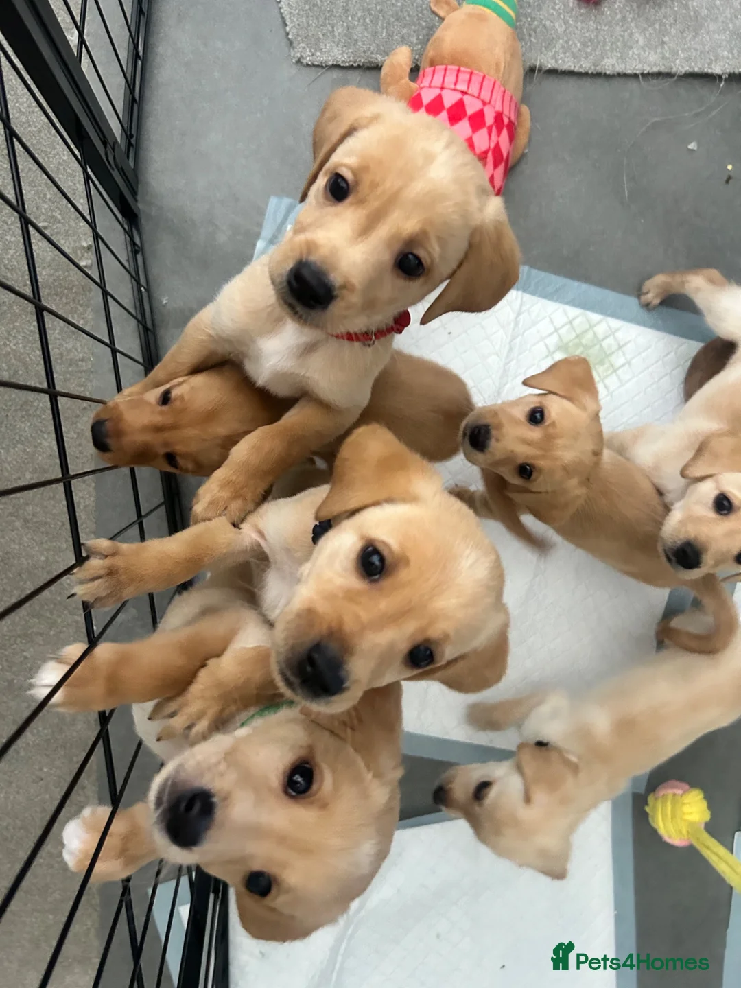 Labrador Retriever dogs for sale: Stunning yellow (light - fox red) labrador puppies - Advert 2