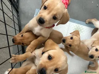 Labrador Retriever dogs Stunning yellow (light - fox red) labrador puppies - Advert 2