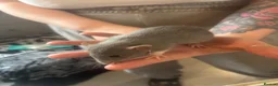 Rat rodents for sale: Rats for sale  - Advert 13