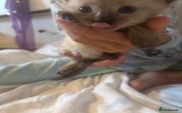 Ragamese cats for sale: ragamese kittens - Image 6