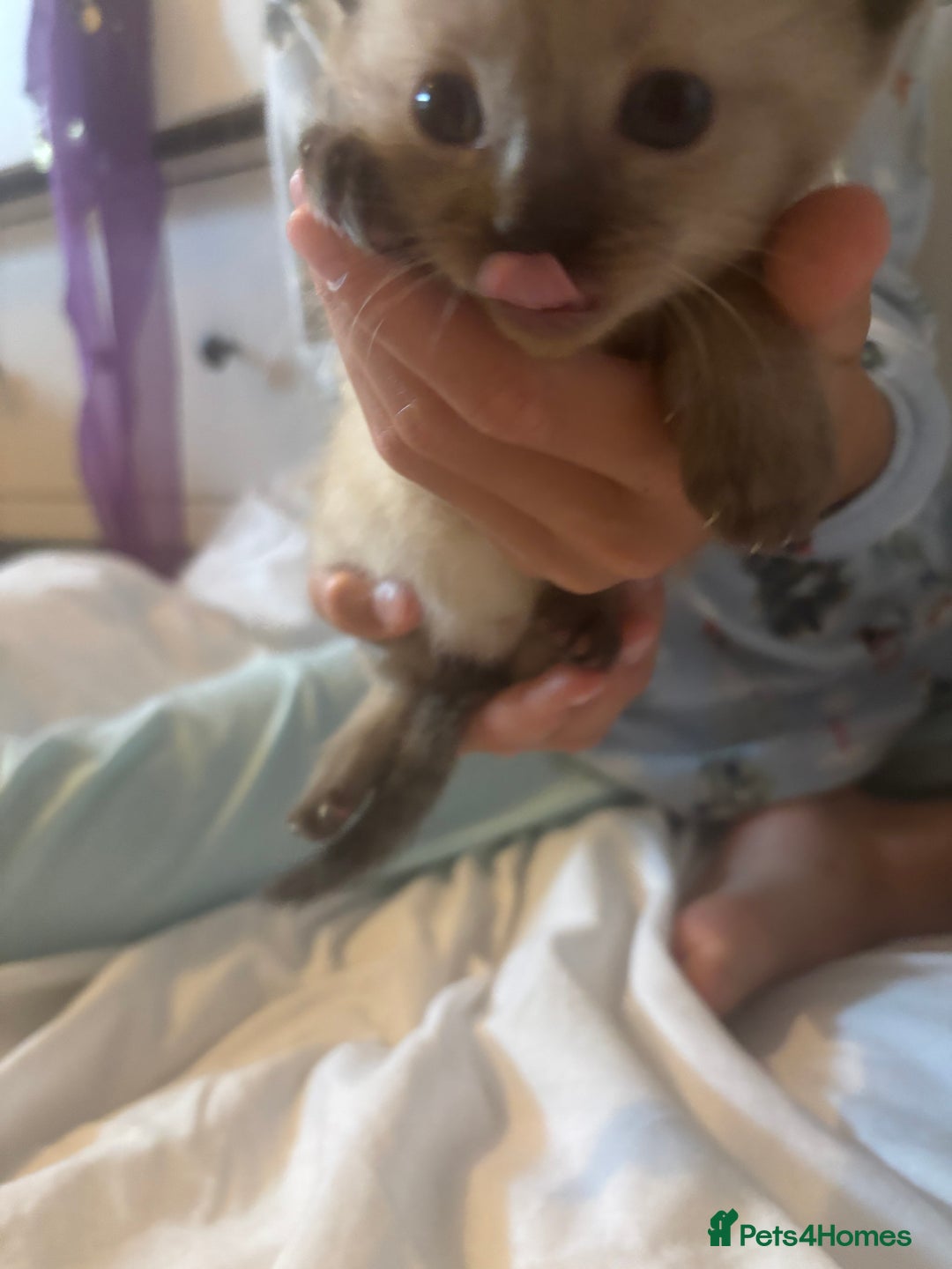 Ragamese cats for sale: ragamese kittens - Image 6