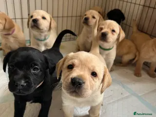 Labrador Retriever dogs Labrador Puppies Available - Advert 2