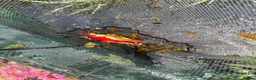Koi Carp fish for sale: About 8 mixed koi carp/ gold fish. Varying sizes.  in Callington - Advert 4