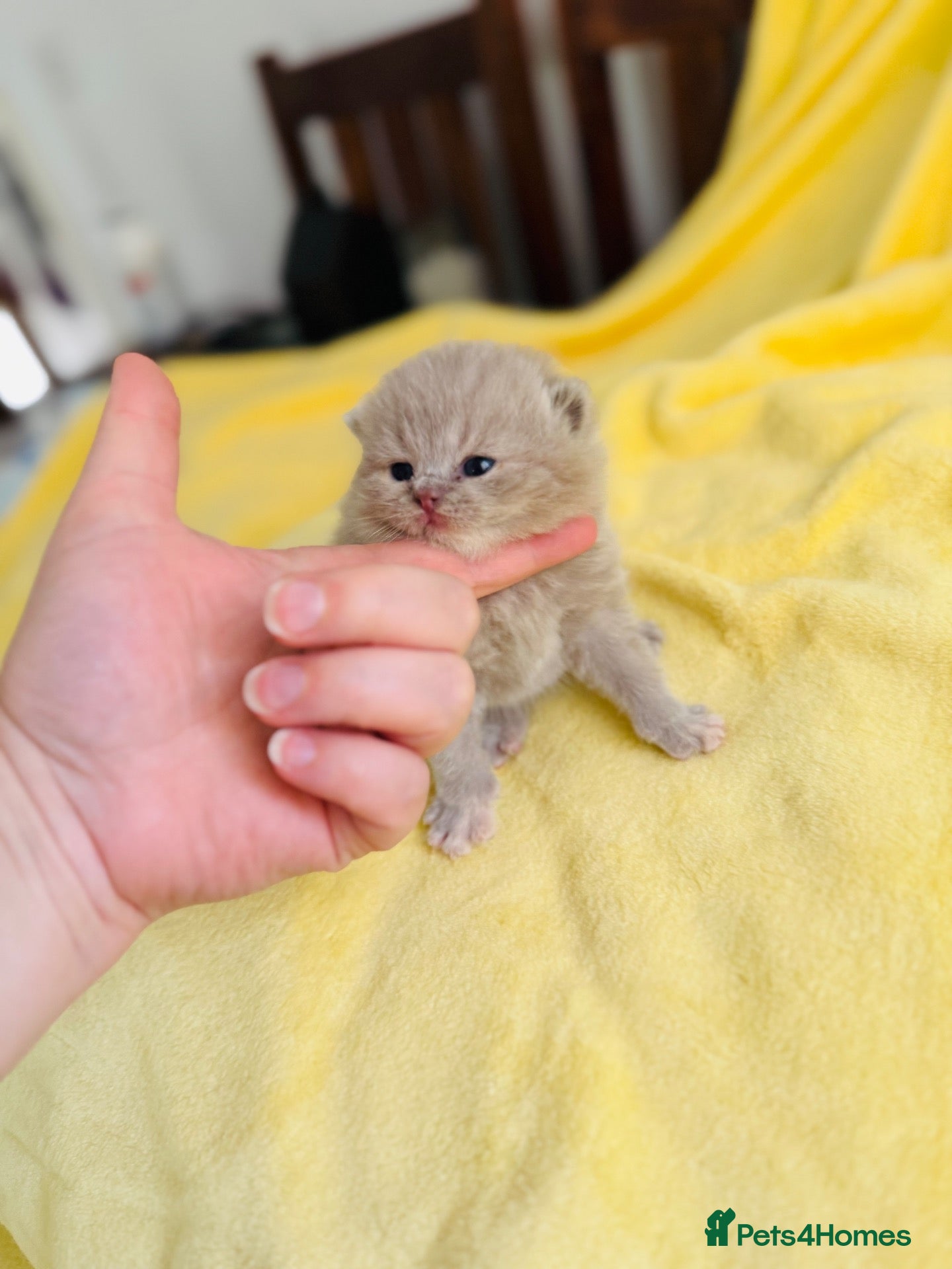 British Shorthair cats 💜❤️BSH babies , red, lilac TICA reg, ready Nov - Advert 2