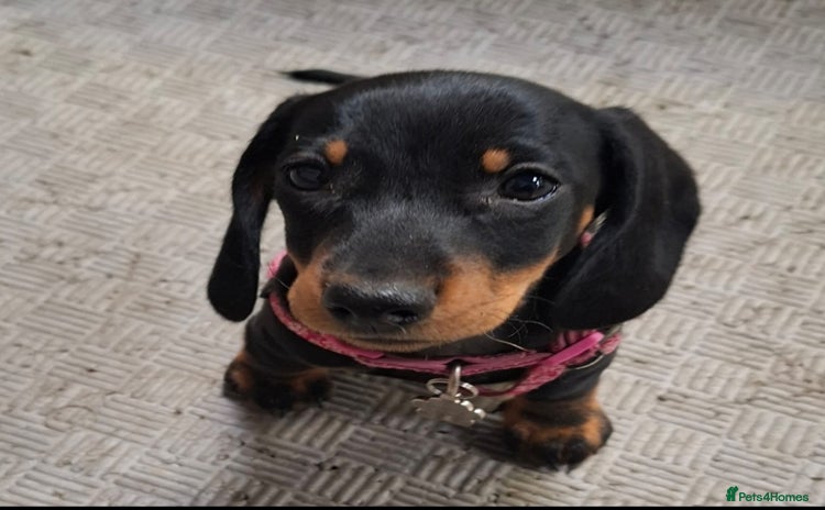 Dachshund dogs - Advert 12