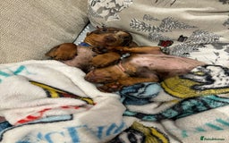 Miniature Dachshund dogs for sale: 💛 Loving Dapple Miniature Dachshund Pair 💛 - Image 3