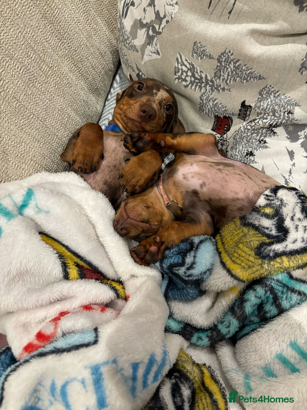 Miniature Dachshund dogs for sale: 💛 Loving Dapple Miniature Dachshund Pair 💛 - Image 3