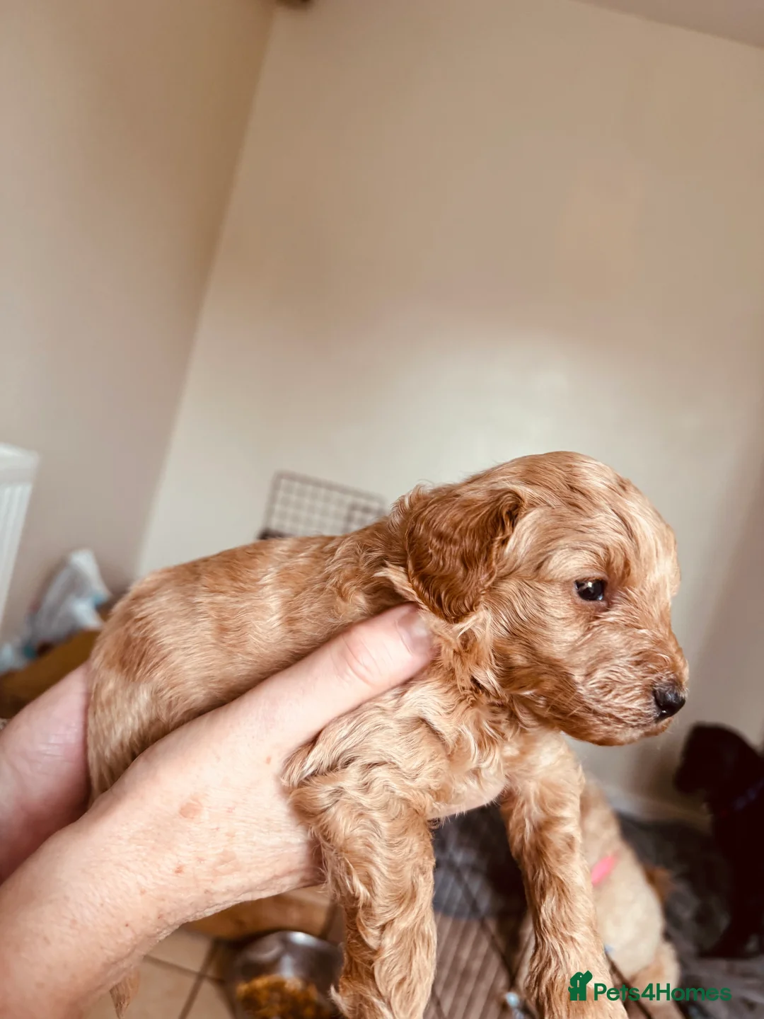 Labradoodle dogs for sale: F2bb labradoodle  - Advert 15