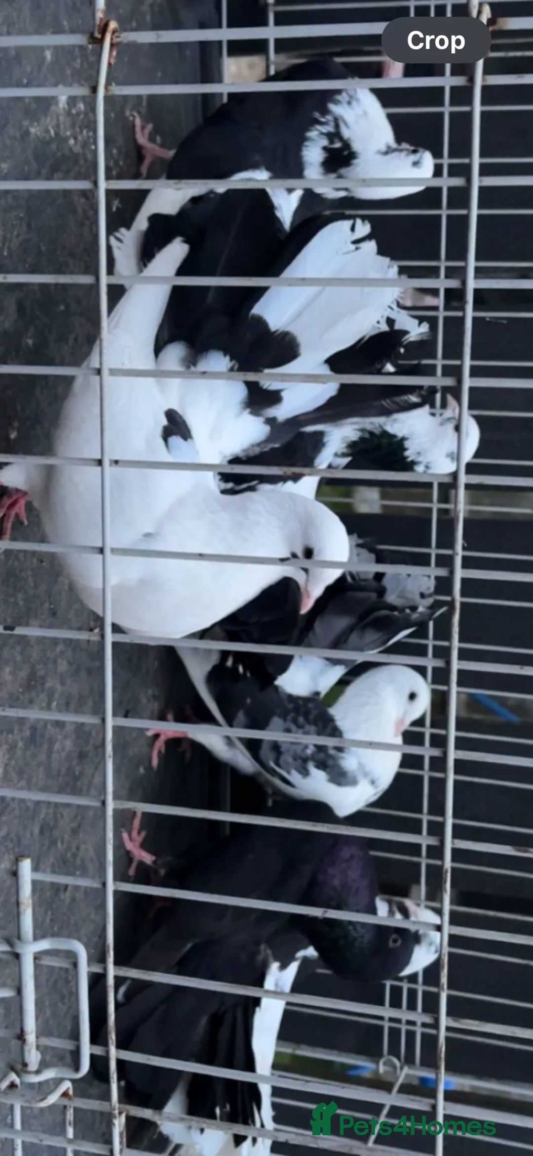 Pigeons birds for sale: fantail pigeons for sale  - Advert 2