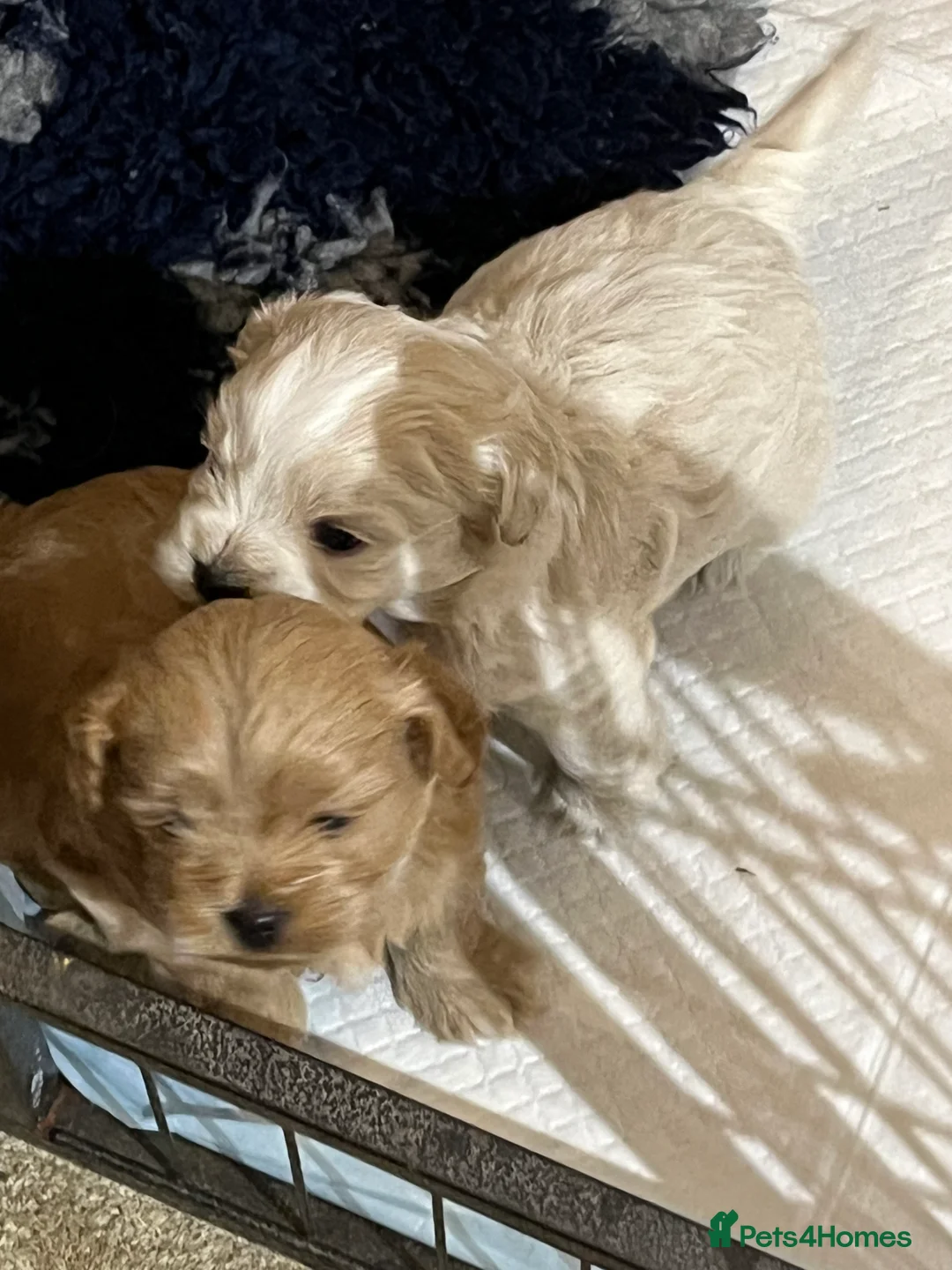 Shihpoo dogs for sale: Stunning Shih poo puppies  - Advert 5