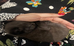 British Shorthair cats for sale: Stunning Brown/Grey Mix British Shorthair Kittens - Advert 3