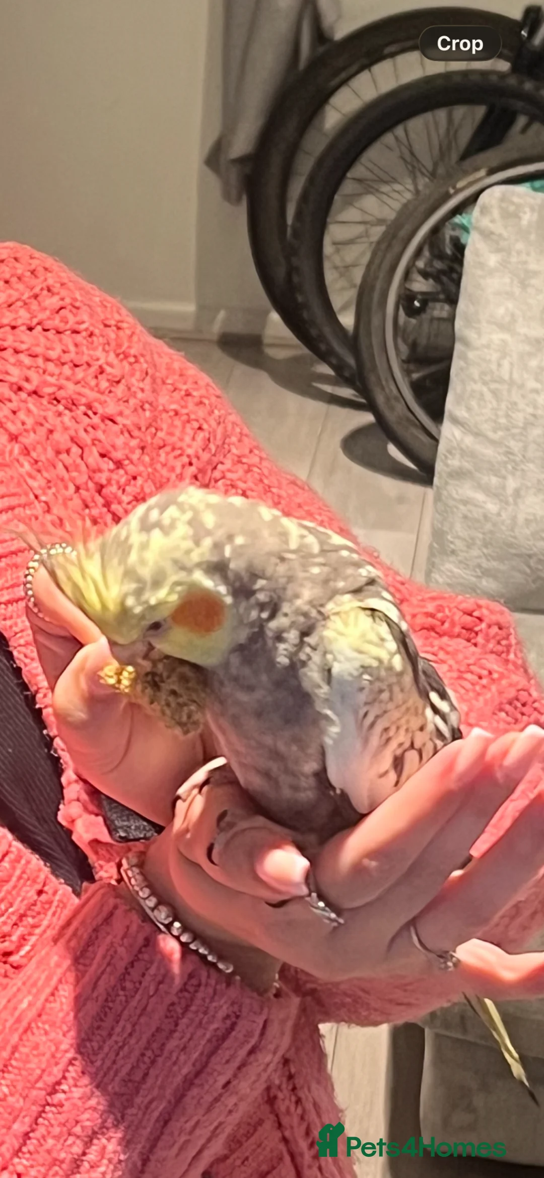 Cockatiels birds for sale: Cockateil in Newton-le-Willows - Advert 3