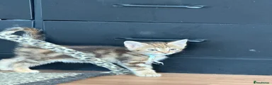 Norwegian Forest Cat Kitten 4