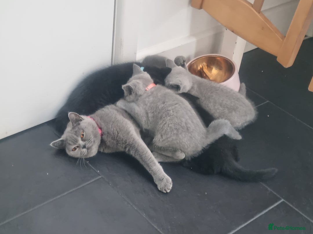 British Shorthair cats for sale: Beautiful BSH kittens in West London - Image 9